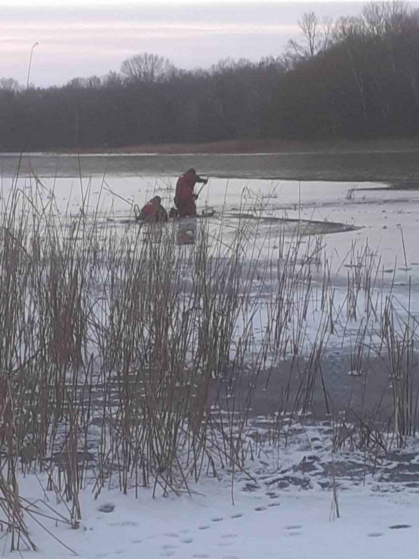 Na Jeziorze Głogowskim w Daninowie załamał się lód pod psem...