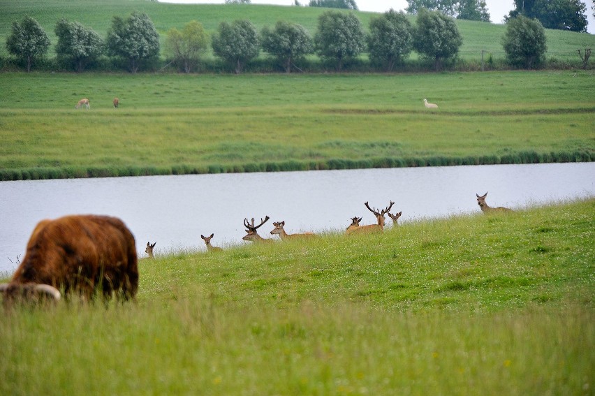 A to mieszkańcy terenów zagospodarowanych pod safarii przez...