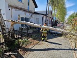 Interwencja strażaków w Łebie. Podcięte drzewo zwaliło się na chodnik i drogę