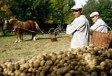 Lista odmian ziemniaków zalecanych do uprawy w 2022 roku. Na Kujawach i Pomorzu lubimy żółty i zwarty miąższ 