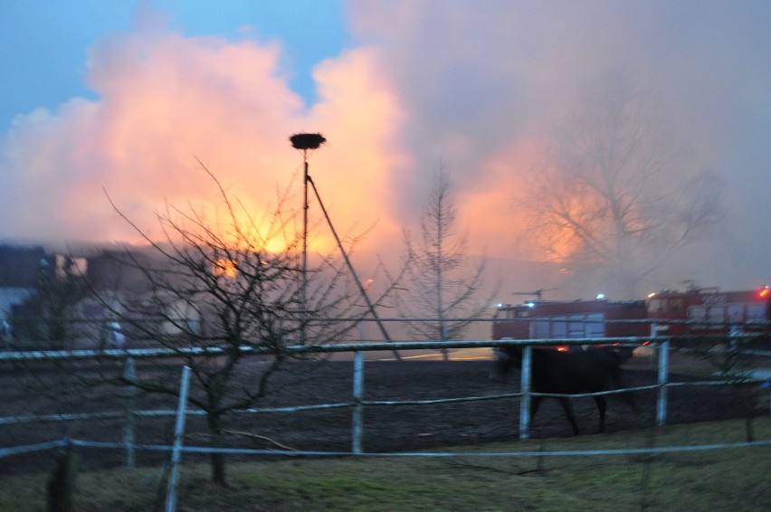 Pożar stadniny koni w Karolewku.