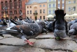 W Bydgoszczy zabił gołębia kamieniem