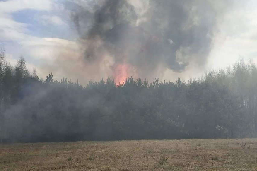 Wielki pożar lasu w gminie Nowe Miasto nad Pilicą. W akcji jednostki strażackie z Grójca i okolic. Ogień w koronach drzew gasiły samoloty