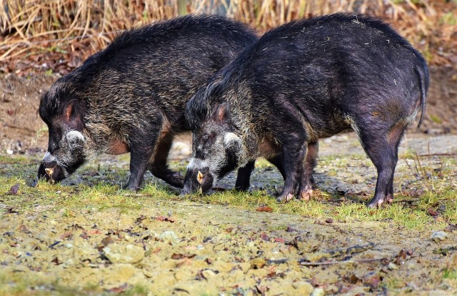 W kraju trwa walka z afrykańskim pomorem świń