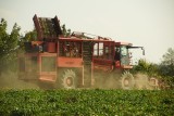 Rolnicy zbierają buraki, ziemniaki i kukurydzę. Na wsi trwają jesienne żniwa 