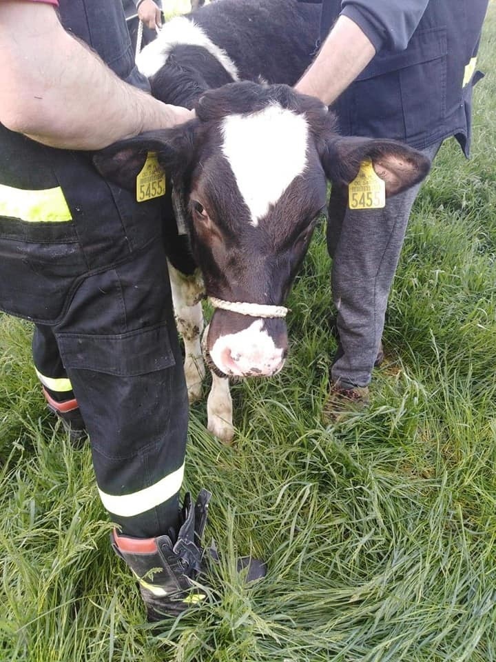 Strażacy z JRG Grajewo, OSP Szczuczyn oraz OSP Bzury...