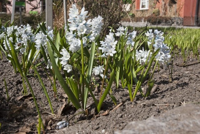 Ogród Botaniczny we Wrocławiu