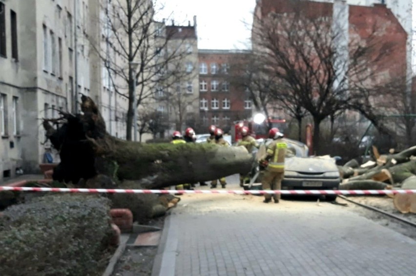 20-metrowe drzewo przewróciło się w podwórku przy ul....