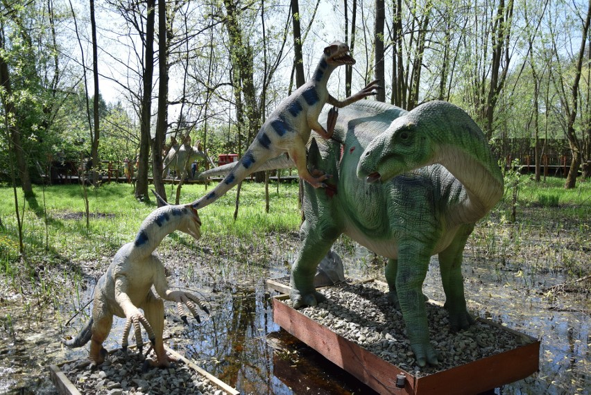 Z zimowego snu obudziły się dinozaury w Zatorlandzie. Dołączył do nich największy jaki żył i jaki wybudowano na świecie [ZDJĘCIA, WIDEO] 