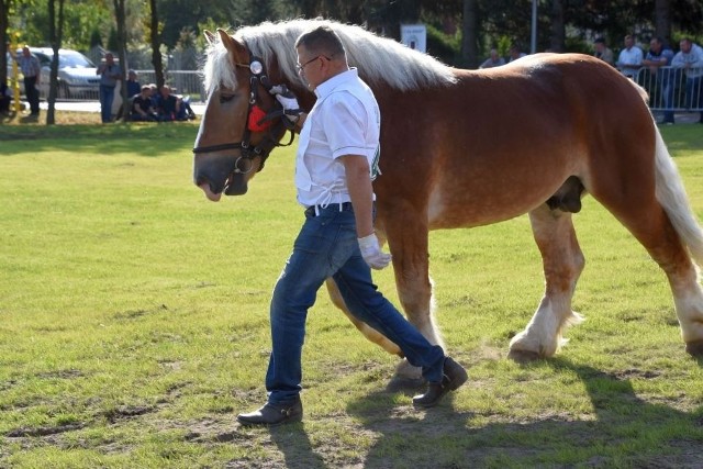 W Skaryszewie odbyła się wystawa ogierów, swoje konie przywieźli hodowcy z całej Polski.