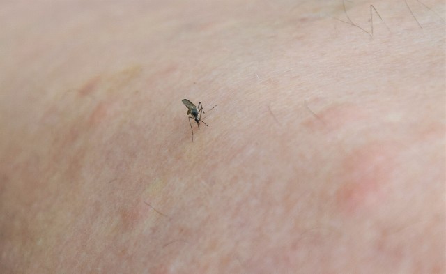 Wystarczy chwila, by zaraz obsiadły nas komary. W tym roku to prawdziwa plaga!