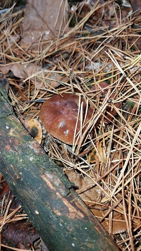 Nadal dużo grzybów w lasach regionu radomskiego. Prezentujemy Wasze zbiory od 19 do 21 października. Zobaczcie zdjęcia