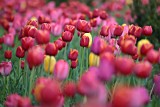 3 najpiękniejsze pola tulipanów w Polsce. Morza kwiatów idealne na majówkę!