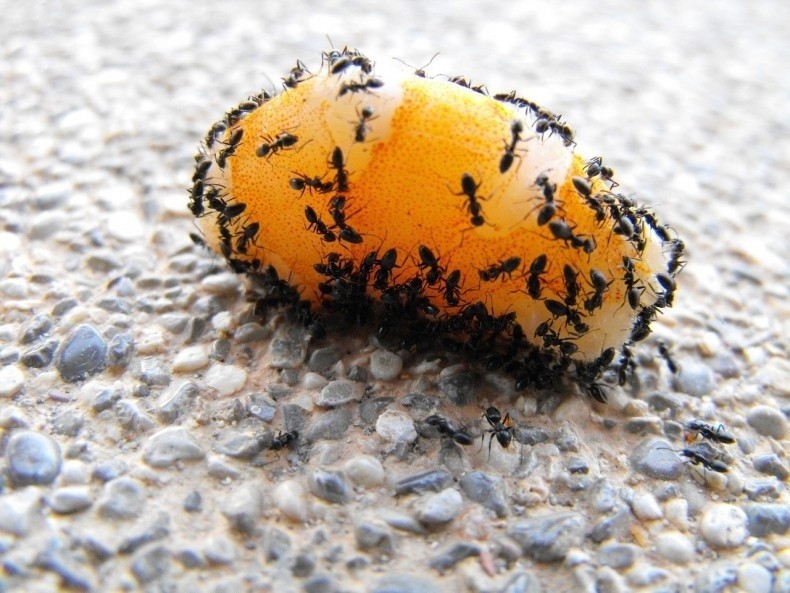 Domowe sposoby zwalczania mrówek jest wiele, warto najpierw...
