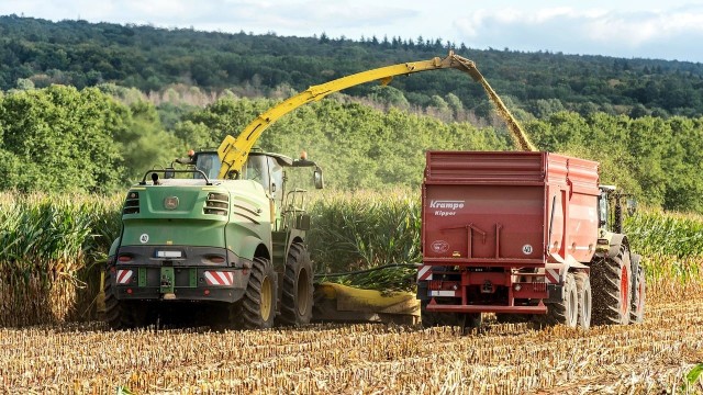 W Polsce zaczynają się zbiory kukurydzy, najpierw tej na kiszonkę.