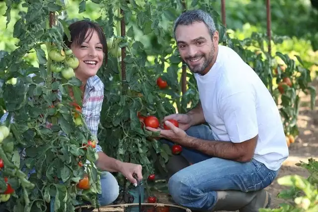 W czerwcu palikujemy pomidory  i usuwamy im boczne pędy