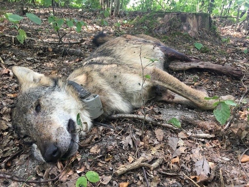 Prokuratura bada śmierć wilków z Roztocza. Kto strzelał?