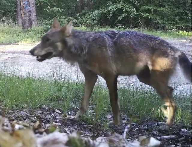 Wilk nagrany w kłodawskim lesie.