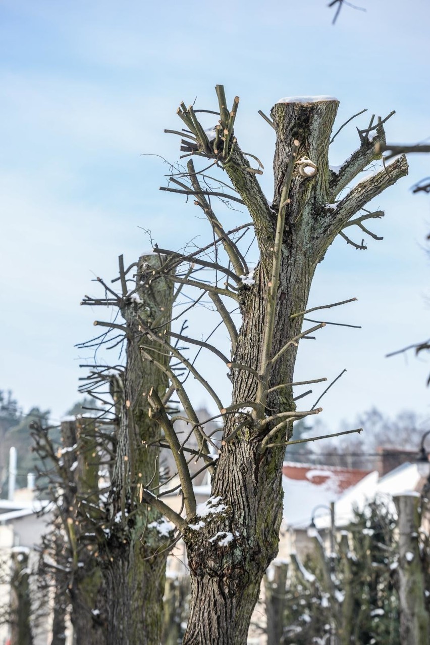 Przycięte drzewa przy ulicy Liczmańskiego w Oliwie