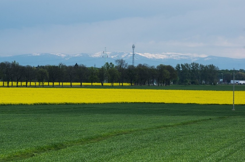 Fotografia wykonana 2 maja w Pasterzowicach (gmina...