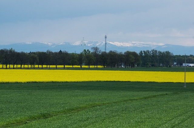 Fotografia wykonana 2 maja w Pasterzowicach (gmina Szprotawa)