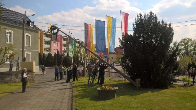 Maibaum - jak każe tradycja - ustawiono wyłącznie siłą rąk.