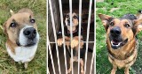 Szukasz przyjaciela? Tych 15 psów czeka na adopcję w schronisku w Szczecinie i Choszcznie. A przy okazji zakupów w CH Turzyn możesz im pomóc