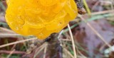 Niezwykły grzyb znaleziony w Kowalewicach i Sławnie ZDJĘCIA