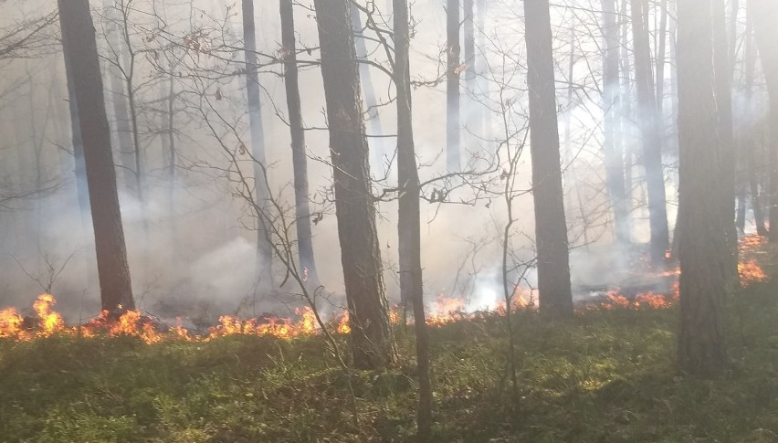 To był już drugi pożar w ciągu doby w tym samym leśnictwie.