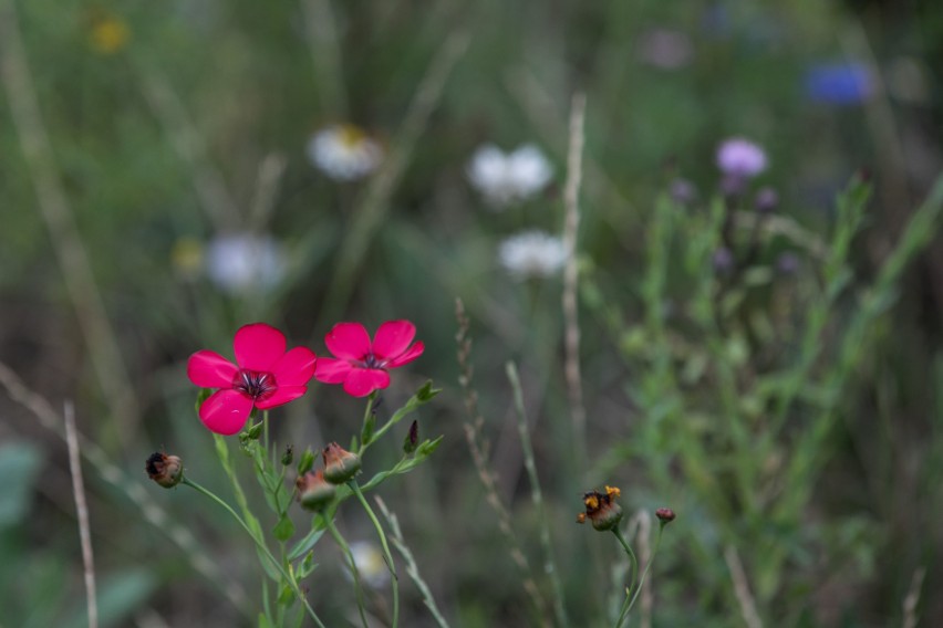 Łąka kwietna - piękniejsza niż trawnik. Radość dla oka, stołówka dla pszczół i motyli