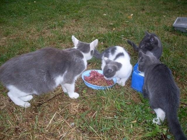 Tina, Pola, Gabi i Kobiś – to 4,5- miesięczne kociaki o...