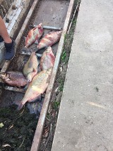 Setki śniętych ryb w rzece Nysie Kłodzkiej. Powód: było za mało tlenu