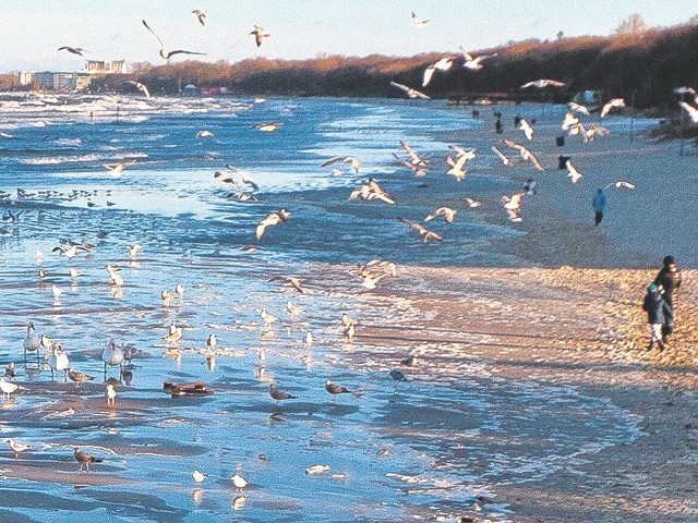 Mimo wielomilionowej inwestycji, Bałtyk dalej niszczy brzeg w KołobrzeguPo sztormie znów ubyło plaży. Jeszcze przed sezonem może uda się ją odzyskać.