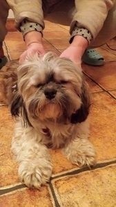 Na Jaroszówce zaginęła suczka rasy shih tzu