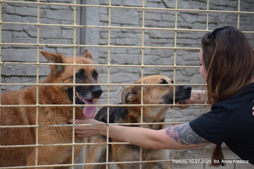 Psy ze schroniska w Radysach czują się w Toruniu coraz lepiej. Wkrótce trafią do adopcji