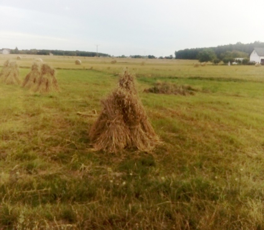 Kiedyś pola w woj. lubelskim były usiane takimi snopkami. Dziś to już rzadkość (ZDJĘCIA)