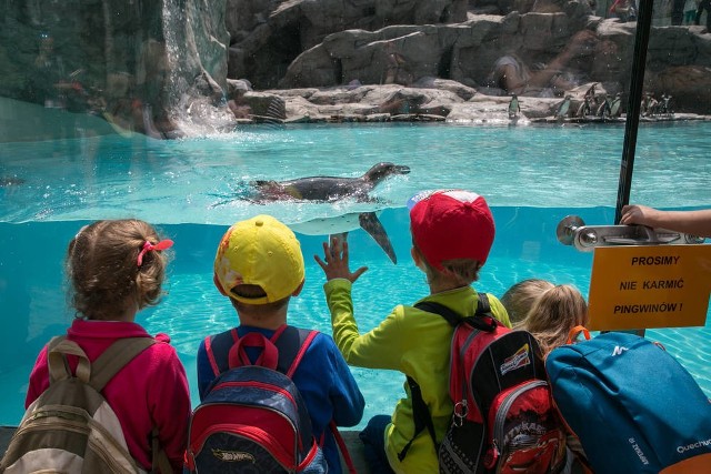 Ściana basenu jest przeszklona, więc zwiedzający mogą oglądać, jak pingwiny pływają i nurkują