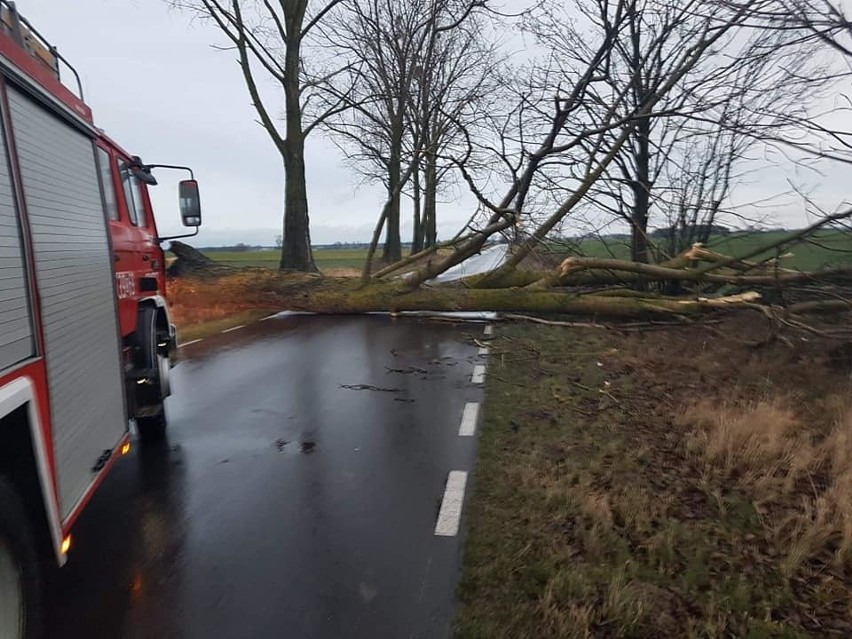 Powalone drzewo w miejscowości Gołuszyce. Interweniowała OSP...