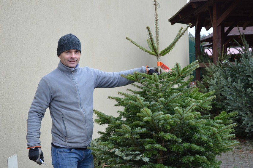 Cały dochód ze sprzedaży choinek świątecznych zostanie...