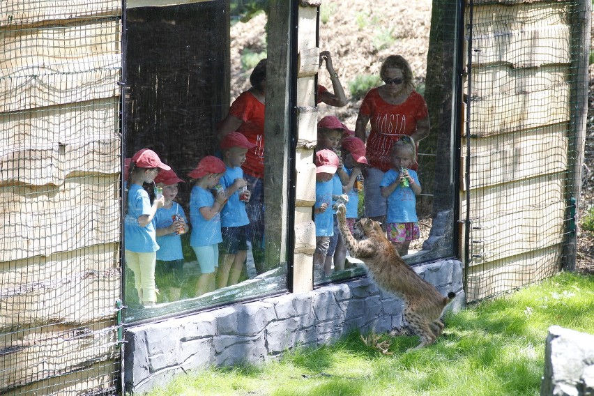 W opolskim zoo został otwarty wybieg dla kotowatych - rysi,...