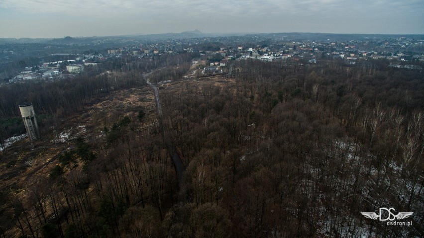 Rybnik: Wycinają las pod drogę Racibórz-Pszczyna