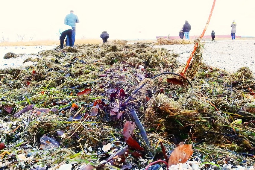 Świnoujście: Bursztynowe szaleństwo na plaży [ZDJĘCIA, WIDEO]