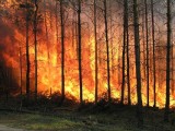 Spłonęło 27 hektarów lubuskich lasów. Najczęstsza przyczyna to wciąż podpalenia 