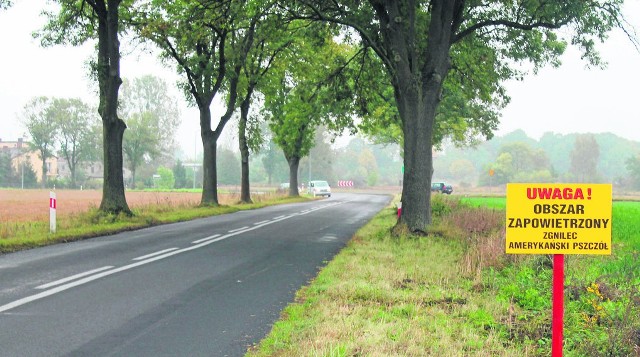 Teren zapowietrzony wyznaczono w okolicach miejscowości Rychlik, Gónica, Siedlisko, Biernatowo, Przyłęki