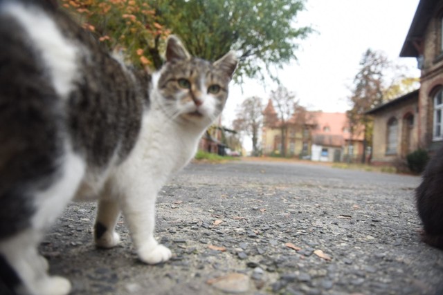 - Koty miejskie są pożyteczne, bo są naturalnymi wrogami myszy i szczurów, a więc ograniczają plagę tych gryzoni - mówi prezydent Wrocławia Jacek Sutryk