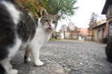 Prezydent Wrocławia Jacek Sutryk apeluje: Dbajmy o miejskie koty! Są pożyteczne