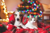 Prezenty dla psów i kotów na święta. Z tych upominków na Boże Narodzenie pupile na pewno się ucieszą