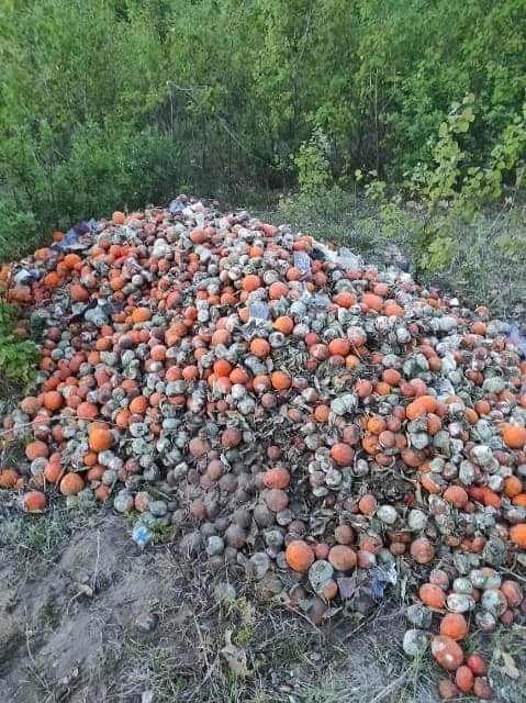 Ktoś do lasu podrzucił stare pomarańcze