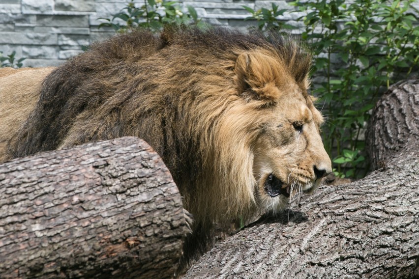 Zoo w Krakowie. Jaguary i lwy mają swój pawilon [ZDJĘCIA]