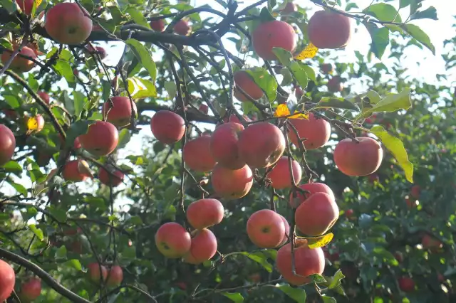 Rozpoczyna się zbiór jabłek